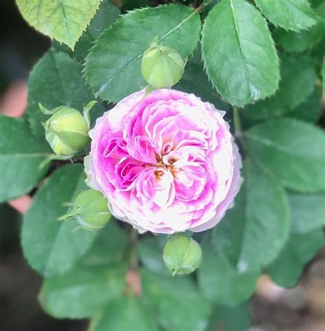 ブルームーンストーンの秋バラ♡と芝刈りやりました♫ 薪割りマコのバラの庭