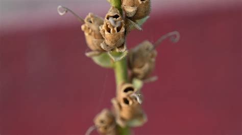 Snapdragon Flower Dead