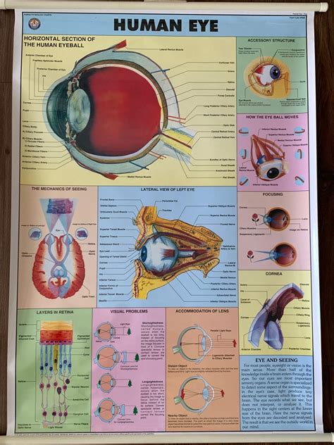 Buy Big Size 39 X 27 Inches Roll Up Human Eye Anatomical Chart