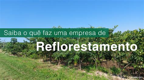 Empresa De Reflorestamento Voc Sabe O Qu Ela Faz Blog Ecooar