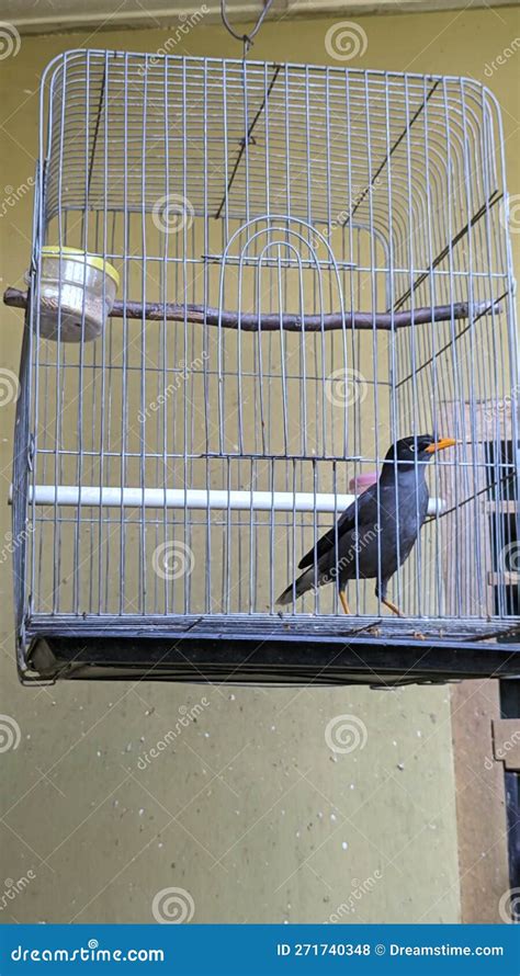 A Bird In A Cage That Is Always Chirping Stock Photo Image Of Wall
