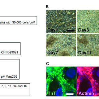 Cardiomyogenic Differentiation Using Human IPSC KMUR001 A Schedule