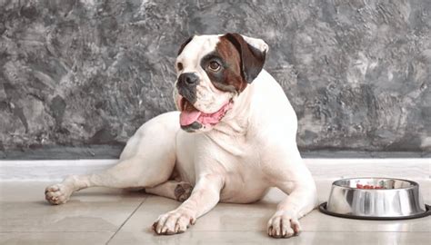 White Boxer Dog: Debunking Myths & Overview for dog lovers