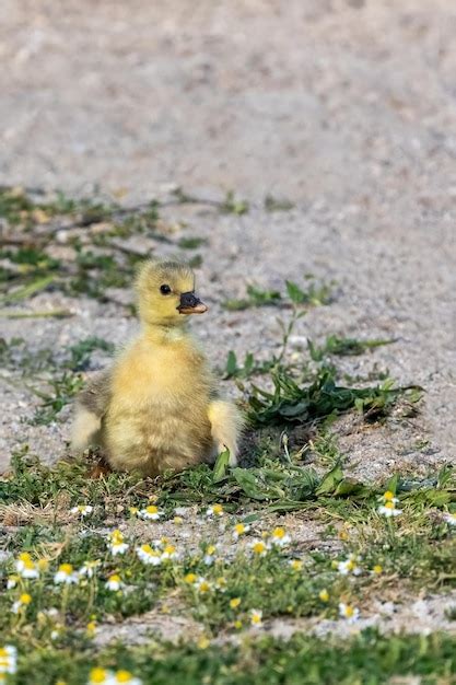 Un Lindo Beb Patos Caminando Sobre La Hierba Cerca Del Lago Foto Premium