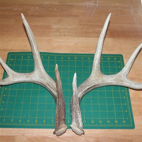 Shed Antlers Etsy