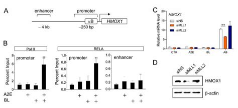 Recruitment Of Nf κb And Effect Of Mll1 In Hmox1 Gene Expression