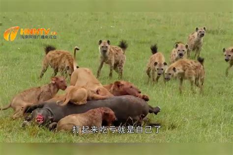 狮群捕杀落单水牛，没想到被20多只鬣狗疯狂夺食，场面十分激烈