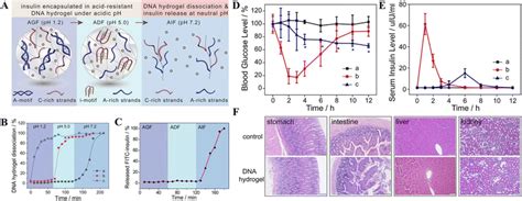 Advances And Prospects Of Dynamic Dna Nanostructures In Biomedical