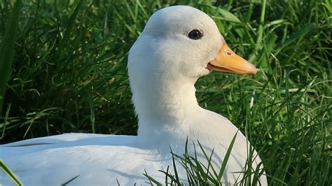 A Guide-Duck For The Blind - Australian School of Meditation & Yoga | ASMY