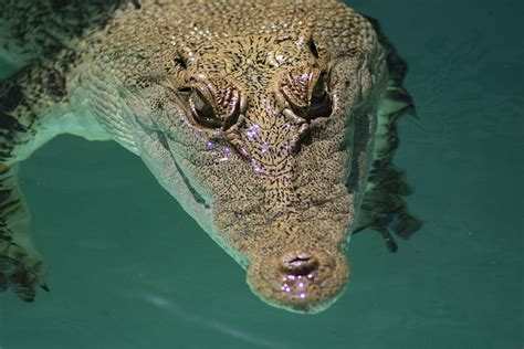 Actualizar 122 Imagen El Cocodrilo De Agua Salada Mas Grande Del Mundo