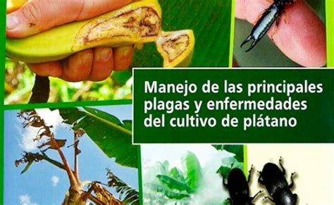 Manejo Integrado De Plagas Y Enfermedades En Platano Y Banano Otosection