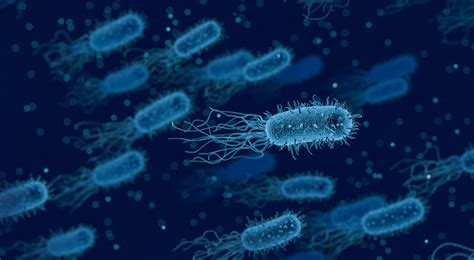 Bacteria Structure Types Classification And More Healthtian