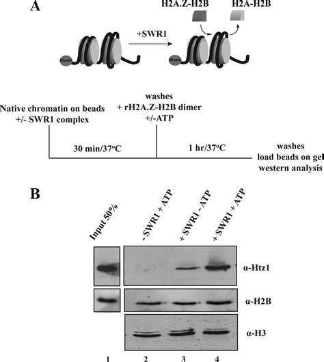 NuA4 Dependent Acetylation Of Nucleosomal Histones H4 And H2A Directly