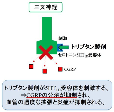 片頭痛トリプタン製剤の作用機序と薬剤一覧まとめ比較使い分け 新薬情報オンライン