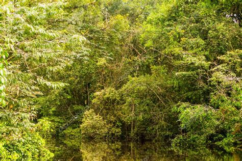 Vegetaci N T Pica Amaz Nica En La Selva Primaria Ecuatoriana