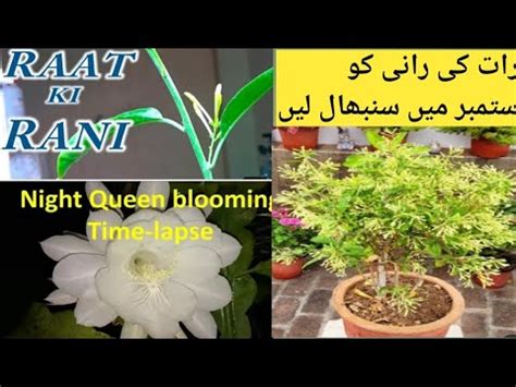 Raat Ki Rani Plant Care How To Care Night Queen Plant Youtube