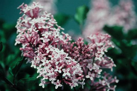 Prairiefire Flowering Crabapple Cloud Mountain Farm Center Nursery