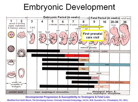 Embryonic and fetal development; Embryo and Fetal Development