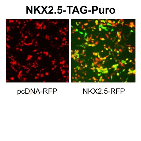 Nkx25 Reporter Lentivirus Lipexogen Biotech