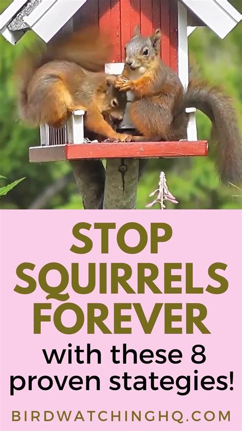 Proven Ways To Keep Squirrels Off Bird Feeders Artofit