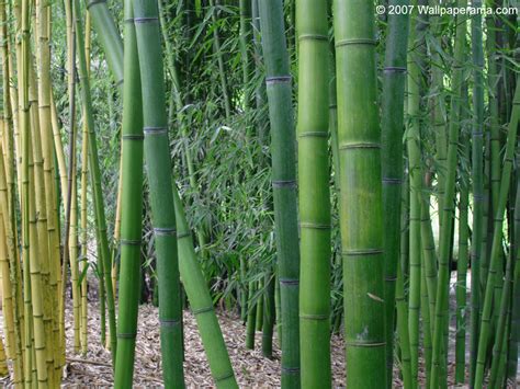 Bamboo Garden Wallpaper Free HD Backgrounds Images Pictures