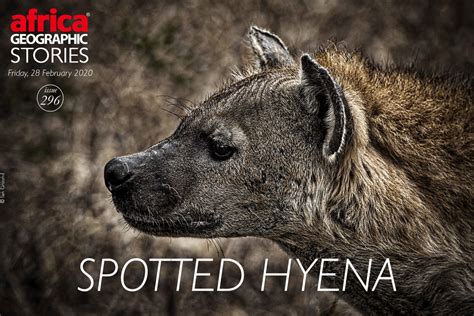 Spotted Hyena Africa Geographic