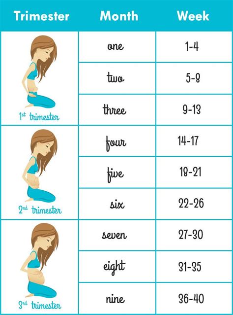 Weekly Chart Of Pregnancy Pregnancy weeks trimesters months chart first ...