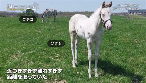 世界を驚嘆させたソダシ 白毛馬が起こした奇跡の物語とは（テレビ東京スポーツ）