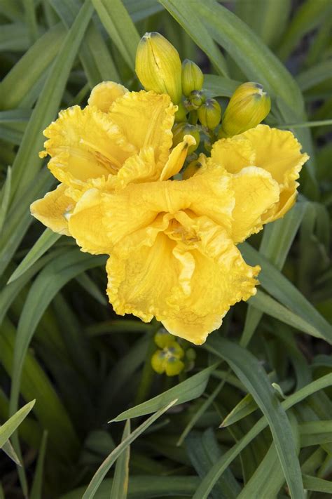 Saffron Skye Daylily Hemerocallis X MON9010 PPAF Monrovia Plant