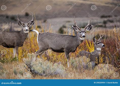 Mule Deer Bucks Wildlife Herd Buck Antler Stock Photo Image Of Deer