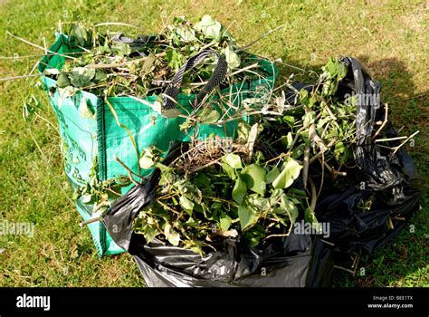 GARDEN WASTE RECYCLING BAGS IN GARDEN Stock Photo - Alamy