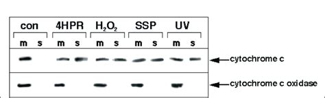 Determination Of Cytochrom C Release From Mitochondria Labeled M To