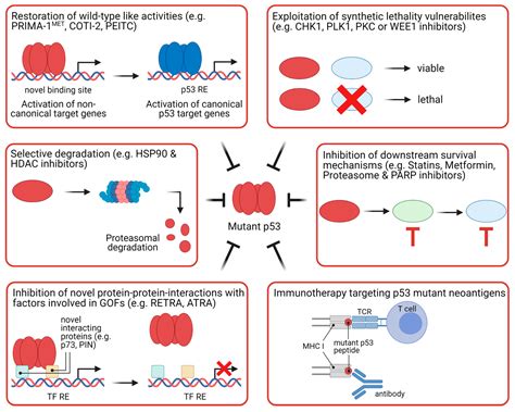 Cancers Free Full Text The Role Of P53 Signaling In Colorectal Cancer