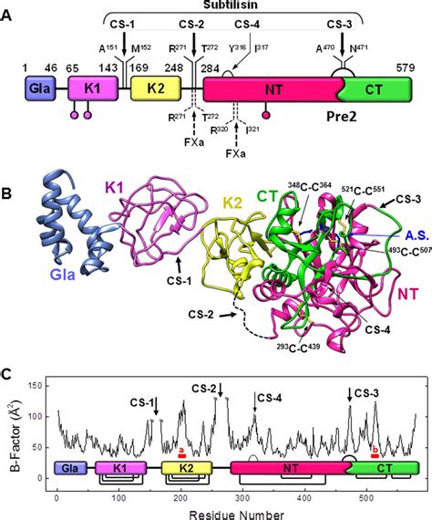 Schematic Representation Of The Subtilisin Cs On Prot A Domain