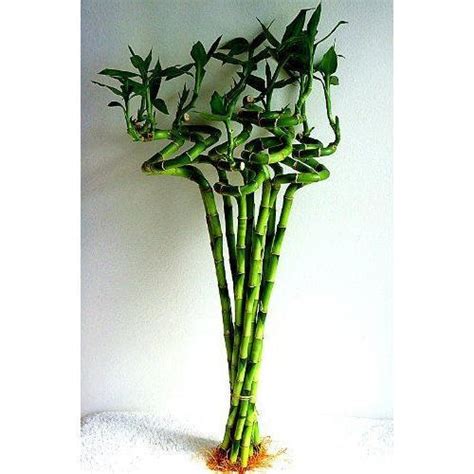 The Flower Times Lucky Bamboo Spiral Sticks 60 Cm Pack Of 5 Amazon