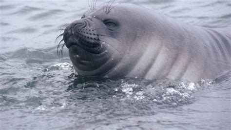 Elephant Seal New Zealand Marine Mammals