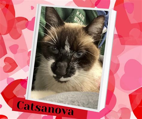 Catsanova May Have A Sick Heart But Is Still Full Of Love Baypath