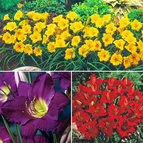 Dwarf Reblooming Daylily Collection Breck S