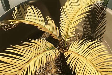 Palm Tree Branches Turning Yellow Sunday Hershberger