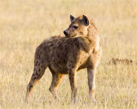 Spotted Hyena The Animal Kingdom Wiki Fandom