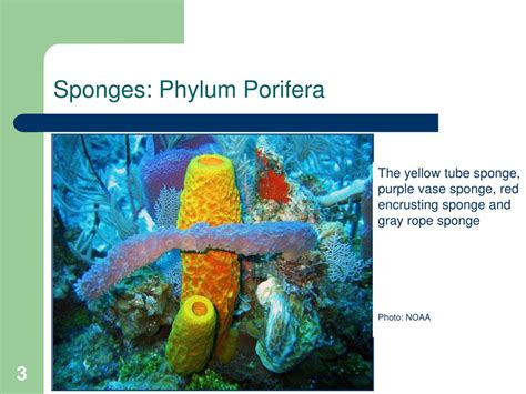 Ppt Lesson 18 Invertebrates Marine Biology Powerpoint Presentation