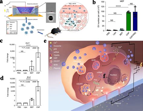 Large Scale Generation Of Functional Mrna Encapsulating Exosomes Via