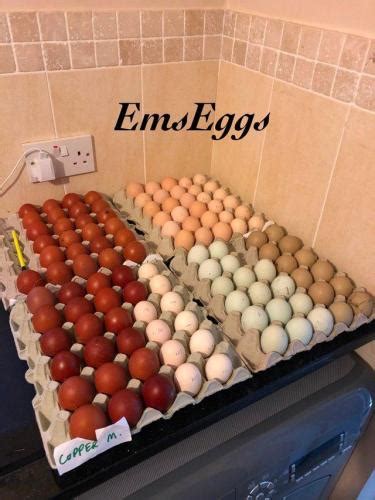 Fertile Chicken Eggs For Hatching Lots Of Breeds Available For Sale In