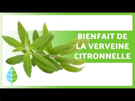 BIENFAITS de la VERVEINE CITRONNELLE Propriétés Soins et Contre