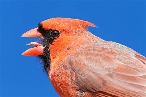 Cardenal Norteño De Sexo Masculino Foto de archivo Imagen de colorido