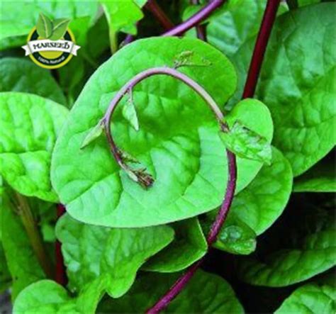 Red Malabar Spinach 200 Seeds Edible Ornamentalclimbing Malabar Spinach