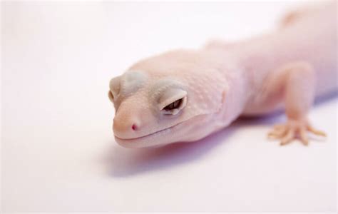 Best 50 Leopard Gecko Morphs: Color List & Pictures