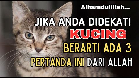 Pertanda Dari Allah Jika Anda Didekati Kucing Youtube