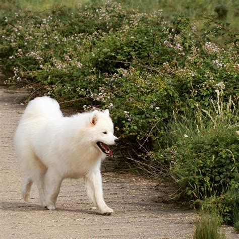 Samoyed