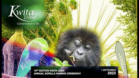 LIVE KWITA IZINA 2023 BABY Gorilla Naming Ceremony KINIGI YouTube